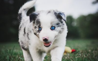 Blue Merle Border Collie Puppy. Florida.