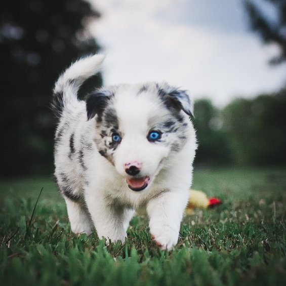 A blue merle Border Collie puppy running in the grass.