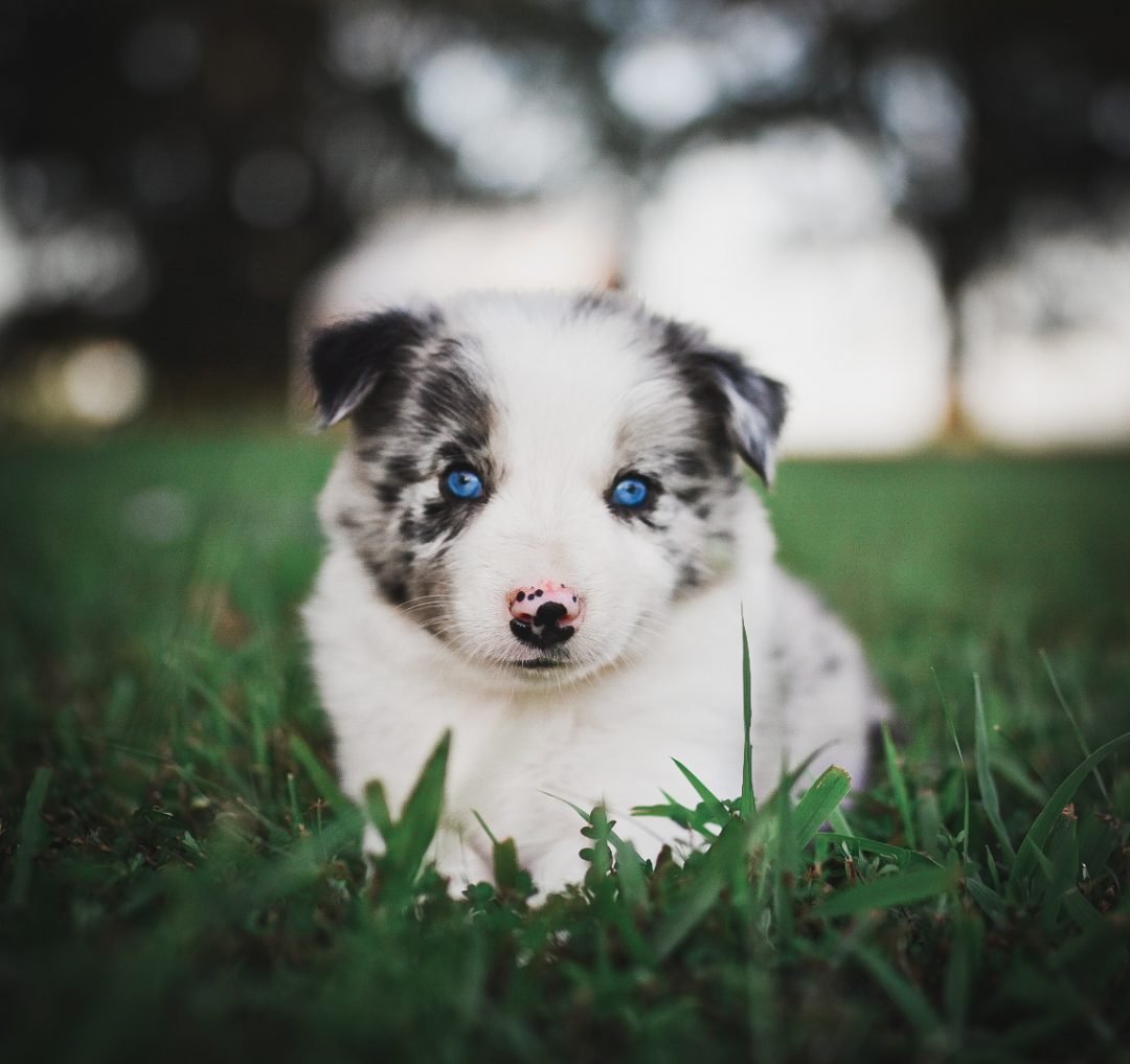 A blue merle border collie puppy with stunning blue eyes