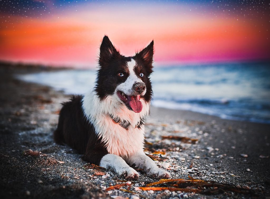 A red and white border collie rests on the beach in