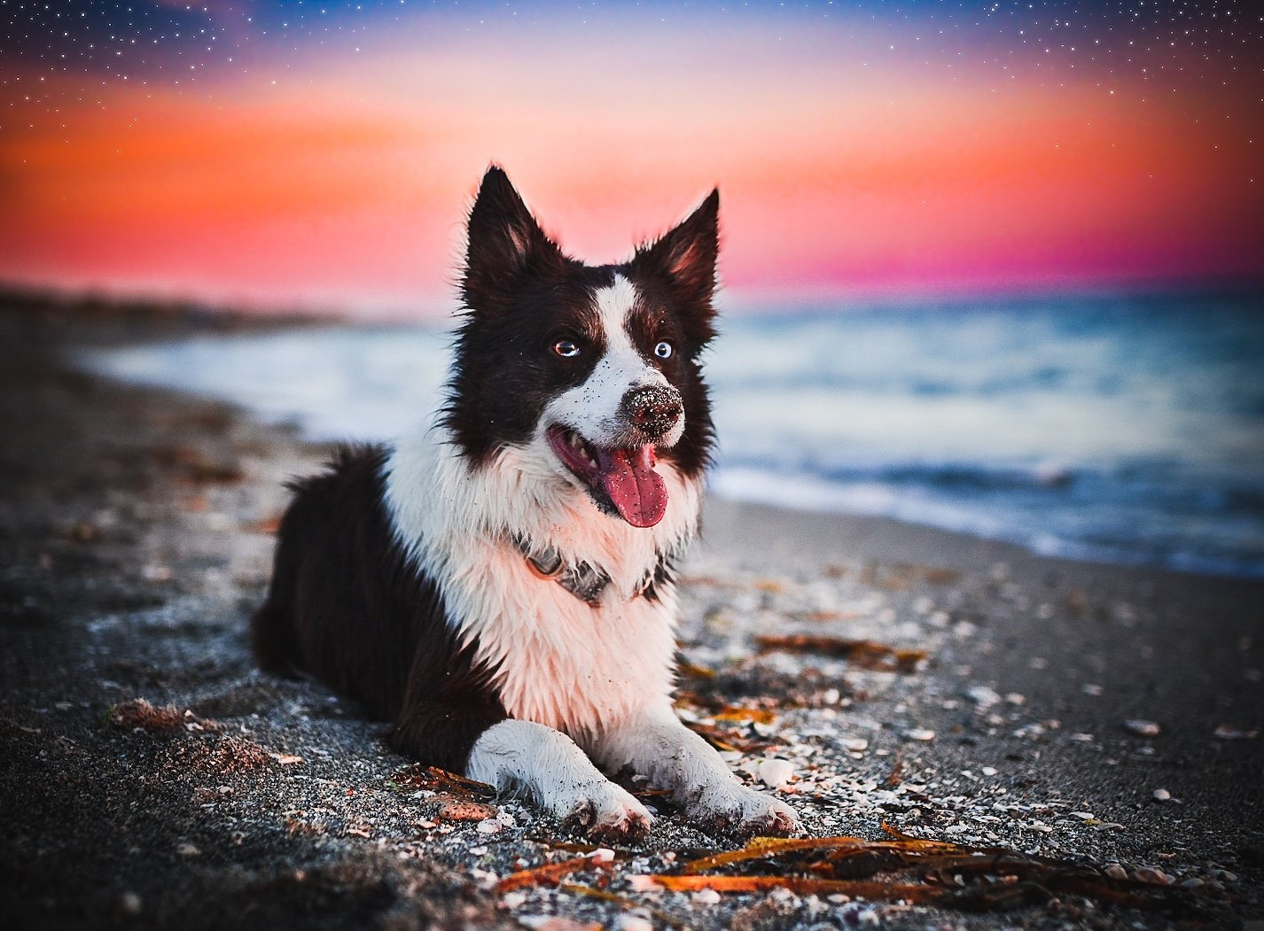 A red and white border collie rests on the beach in Florida after a frolic in the ocean.