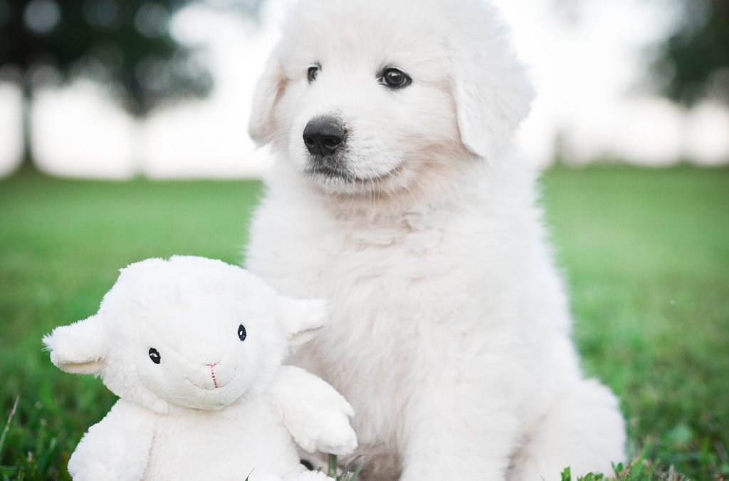 Maremma Sheepdog Puppies Expected Throughout 2023