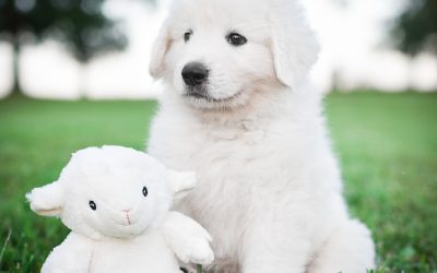 Maremma Sheepdog Puppies Expected Throughout 2023