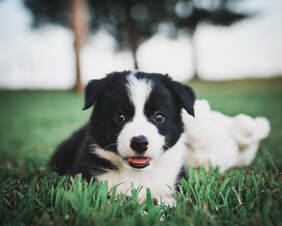 Black & White Border Collie Puppy. Michigan.