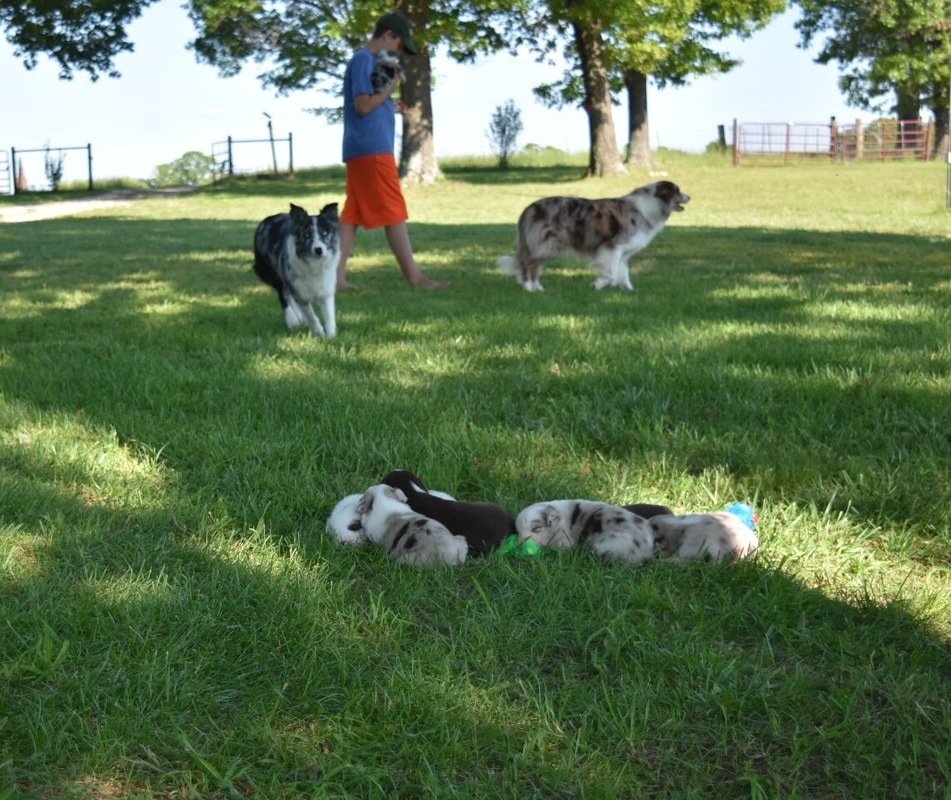 Blue merle and red merle border collies.