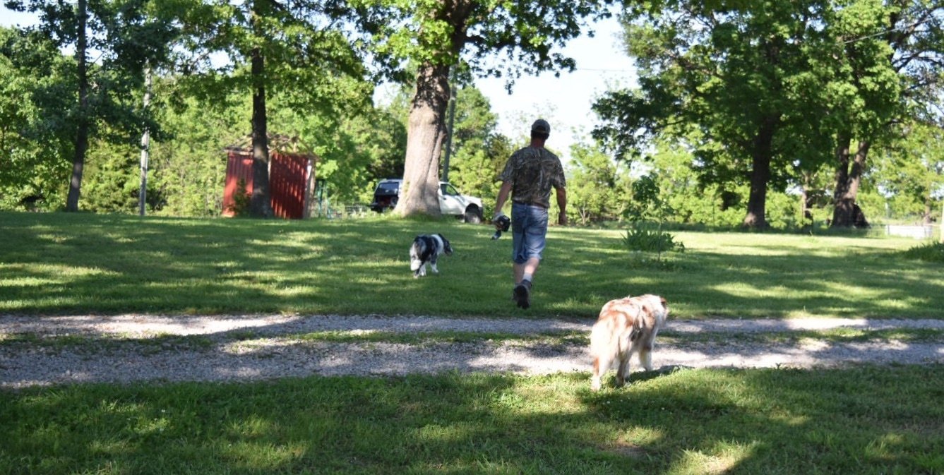 A man working on the farm with his border collies following him.