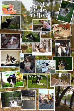 A collage of border collies with their family.