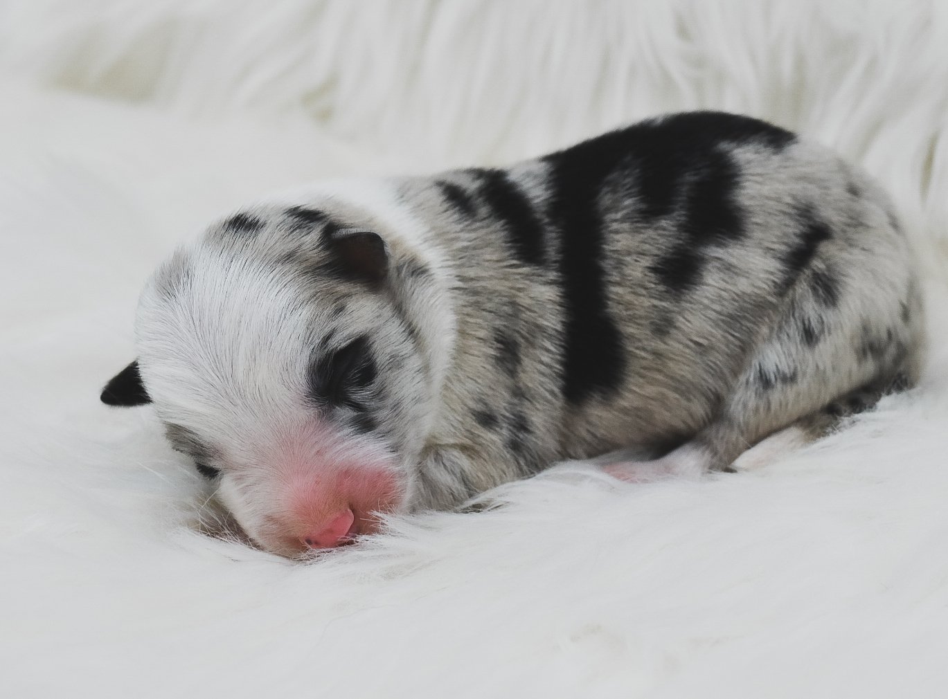 A blue merle male border collie puppy for sale near me