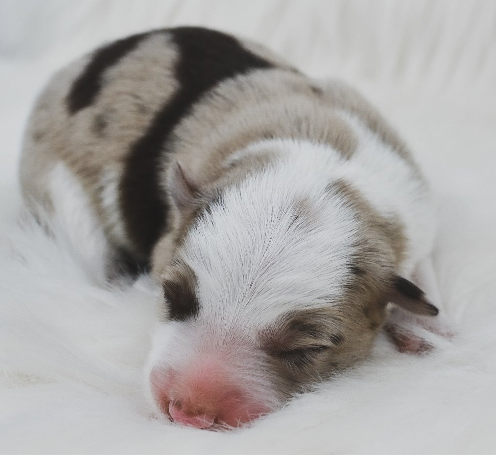red merle collie puppies