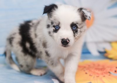 Adorable, sweet, and playful blue merle border collie puppy named Jaqen.
