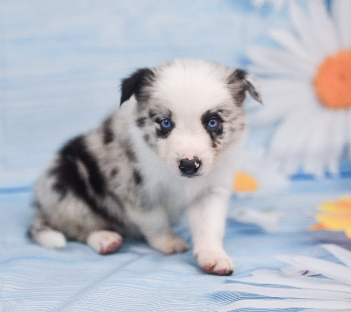 Jaqen, a blue merle male border collie puppy for