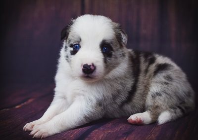 Jaqen is a gorgeous blue merle male border collie puppy for sale.