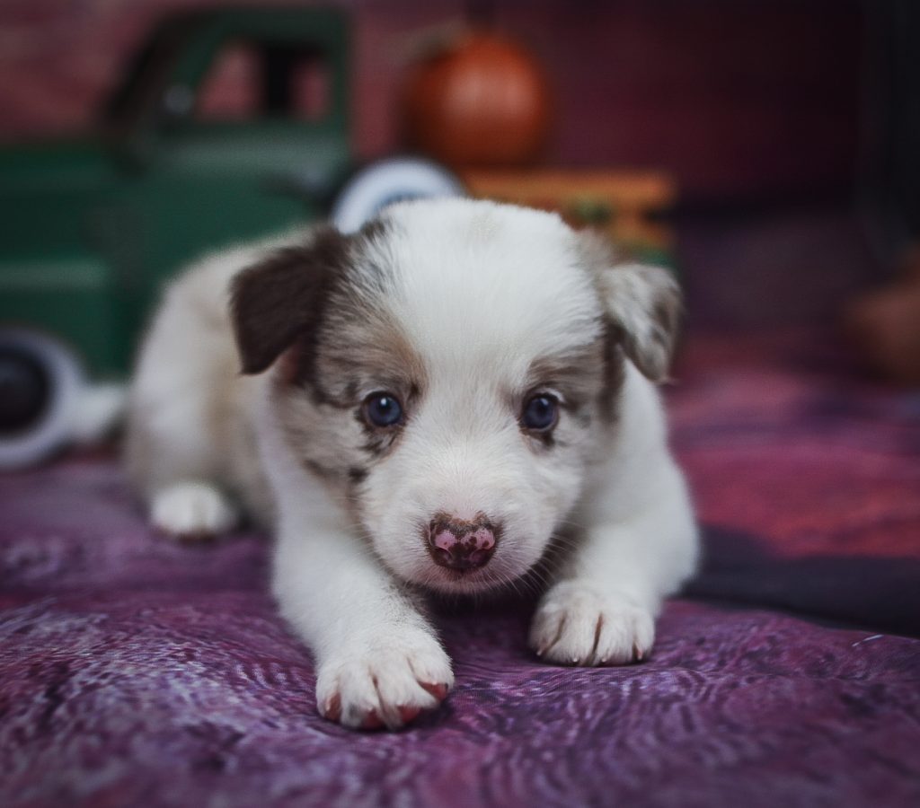 Quentin is a sweet red merle male border collie puppy for