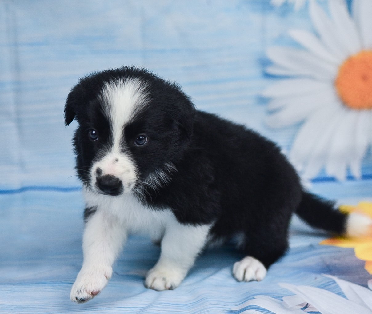 This cute little black and white border collie puppy