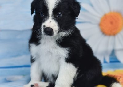 This cute little border collie puppy, Tyrion, is enjoying summer.