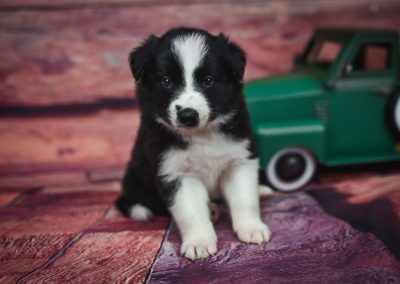 What a smart black and white border collie puppy named Tyrion.