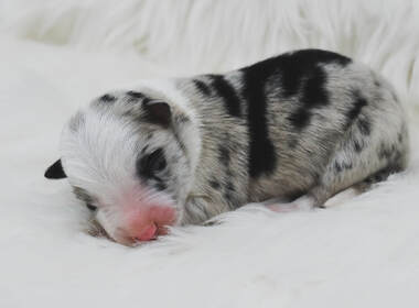 a-blue-merle-male-border-collie-puppy-for-sale-near-me
