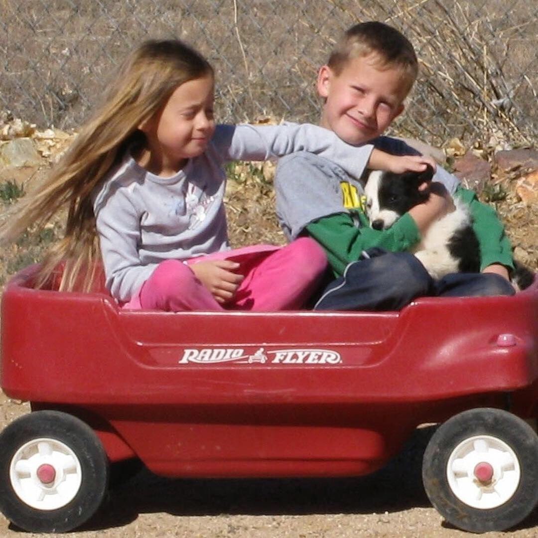 Children in a red wagon with a black and white border collie puppy.