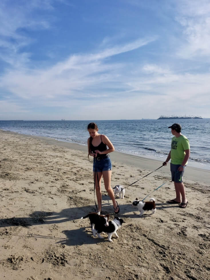Two teenagers with their border collie puppies on the beach.