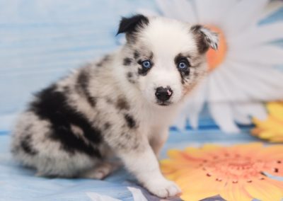 A sweet blue merle border collie puppy named Jaqen.