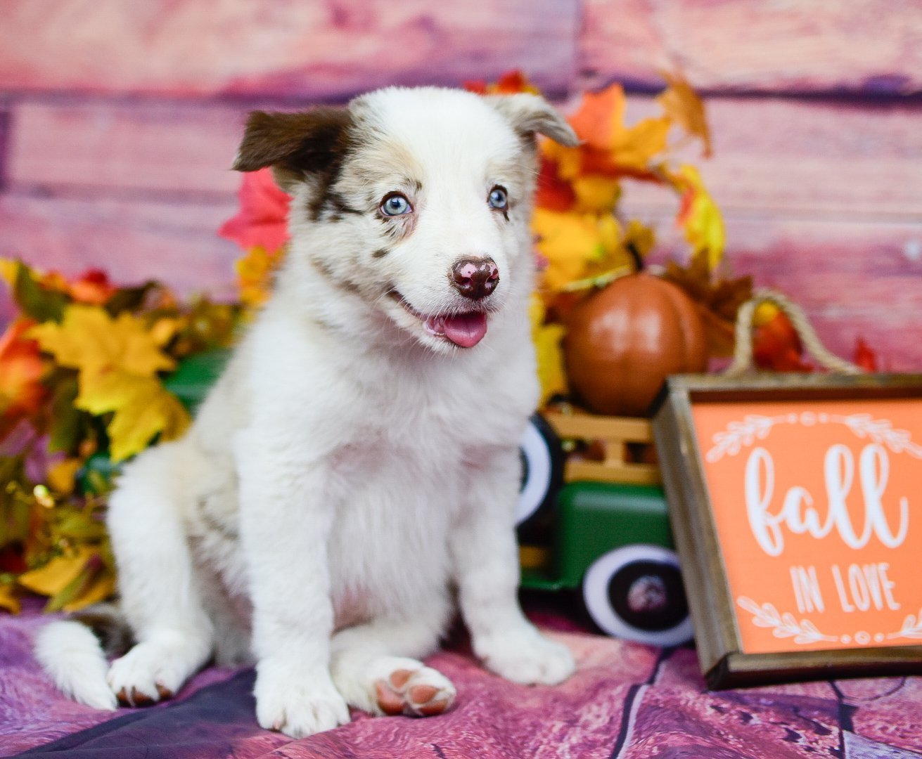 Fall in love with Quentin, a red merle border collie puppy