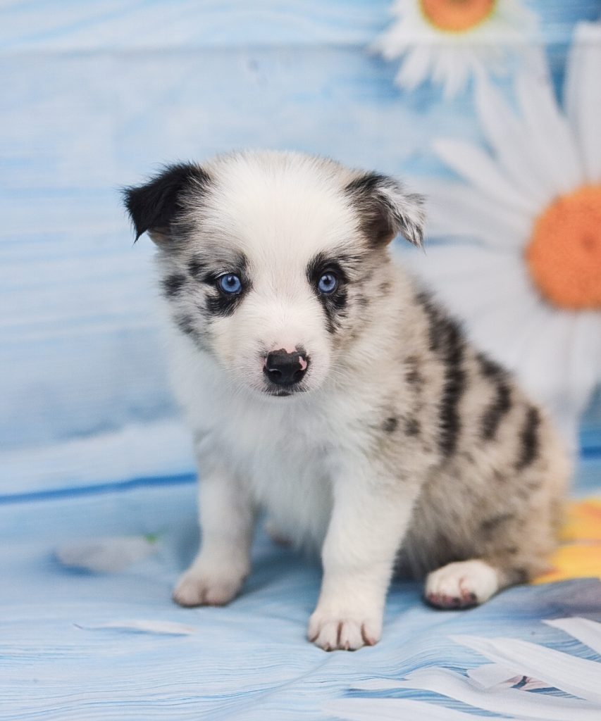 Jaqen is a blue merle border collie puppy for sale on the