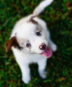 Quentin, a red merle border collie puppy is all smiles.