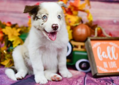 Stunning, red merle border collie puppy named Quentin poses with autumn decor.