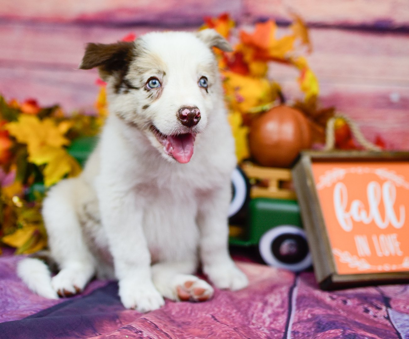 Stunning, red merle border collie puppy named Quentin poses with autumn decor.