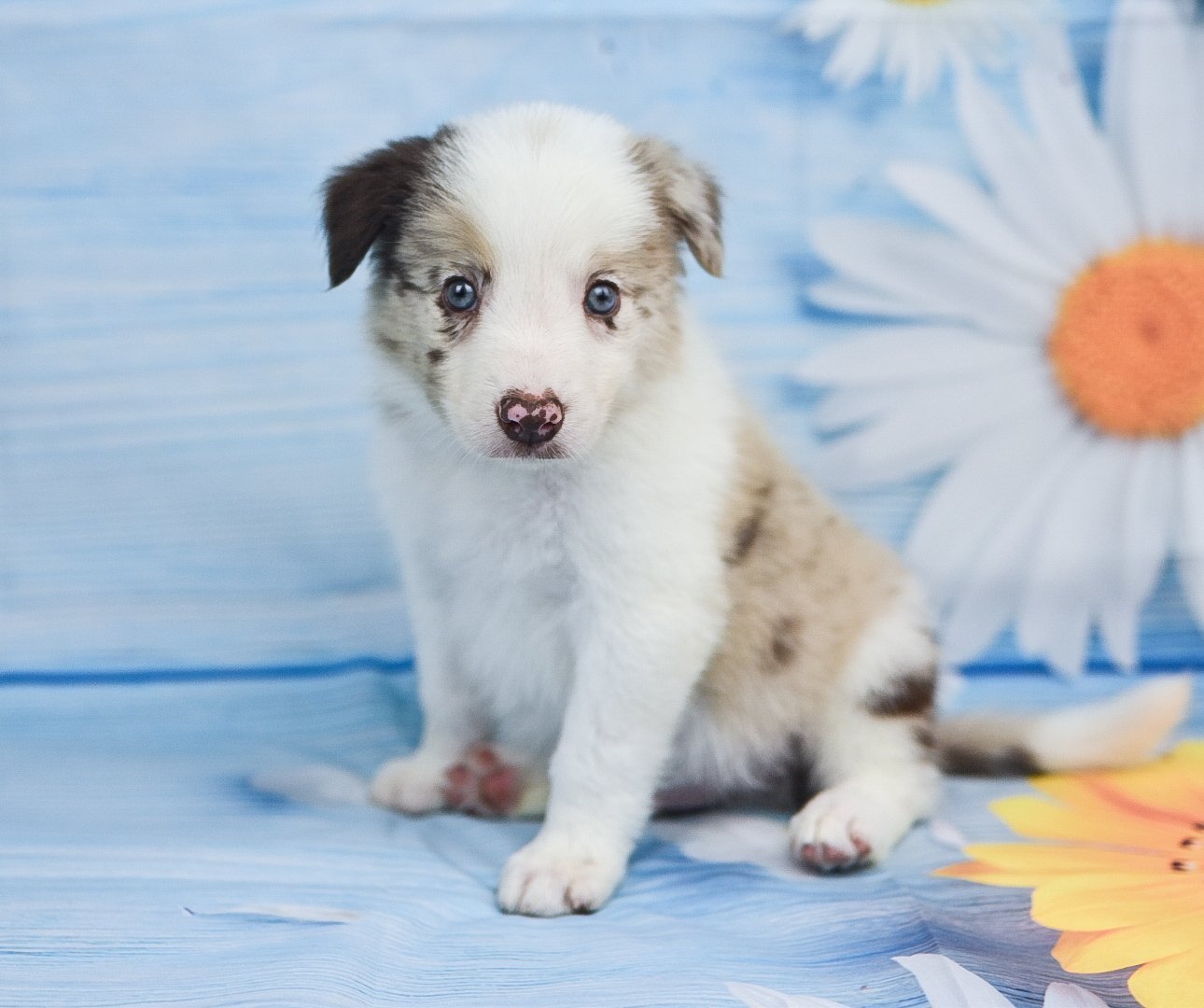 Stunning, red merle border collie puppy named Quentin