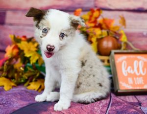 Sweet puppy, Quentin, a red merle border collie for sale just in time for fall!