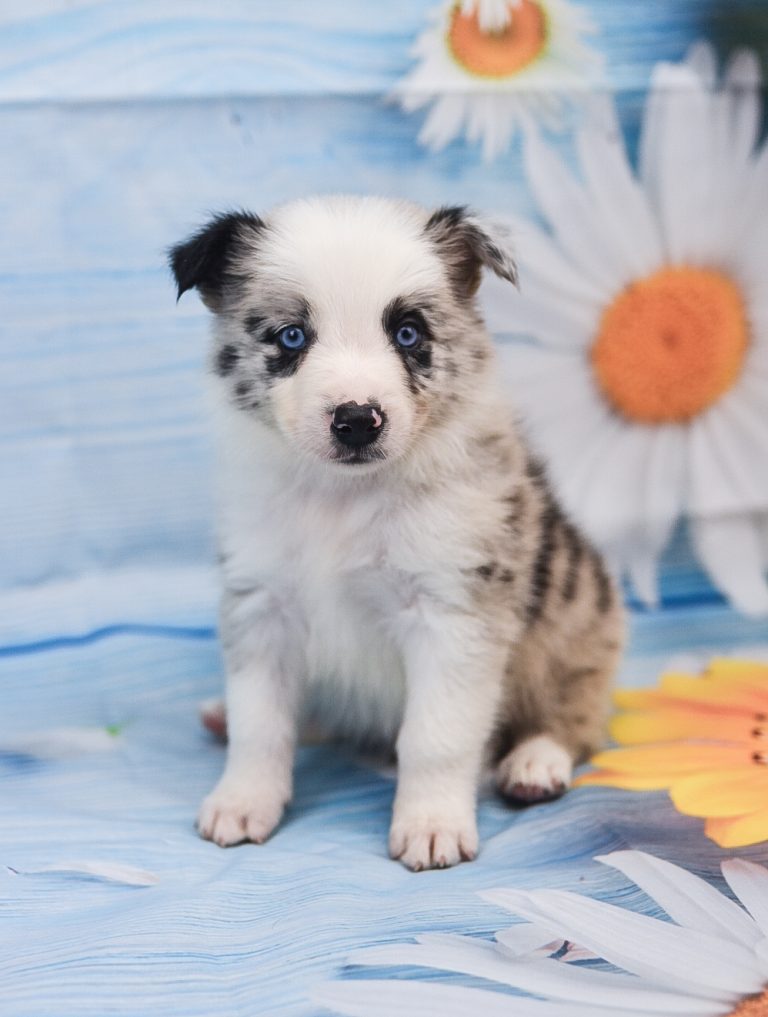 This cute little blue merle border collie puppy is for
