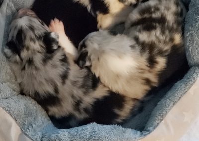 Blue merle border collie puppies snuggling in their puppy bed.