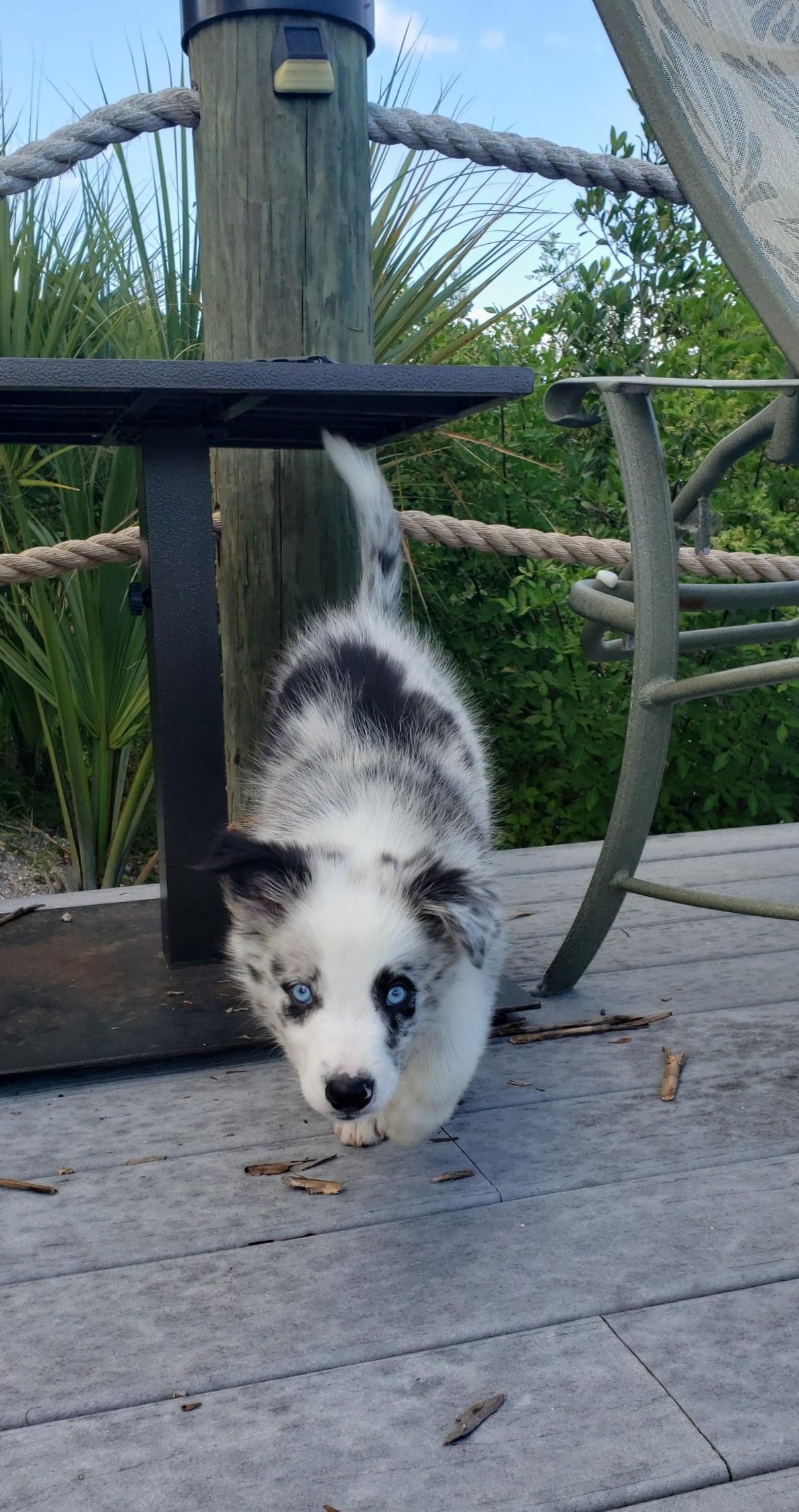 A blue merle male border collie puppy on the dock in Florida.