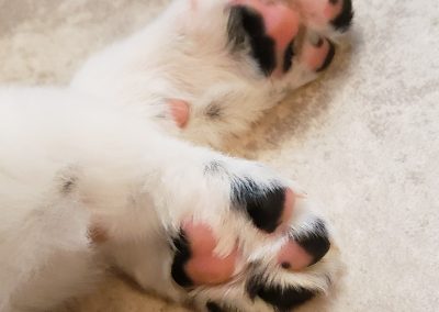 A close up photo of pink and black border collie puppy paws.