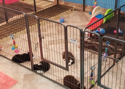 A bright clean border collie puppy nursery.