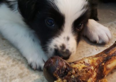 A black and white border collie puppy chewing on his bone.