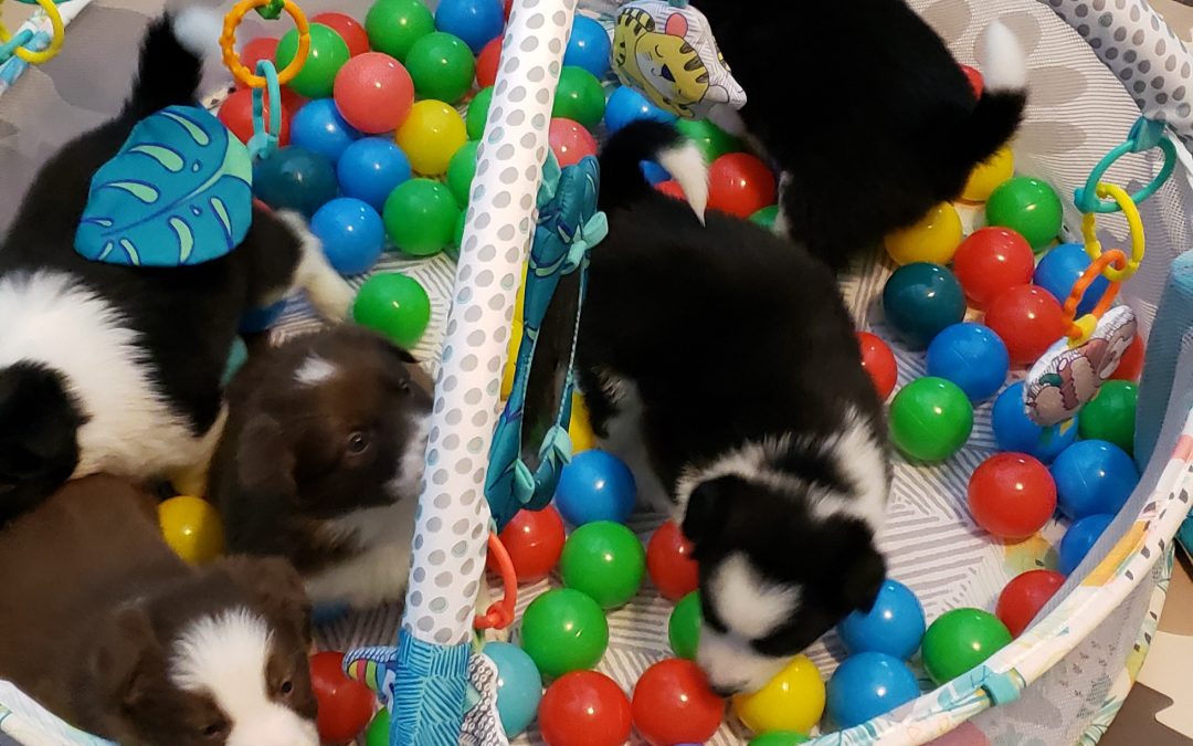 Border collie puppies playing in a fun ball pit.
