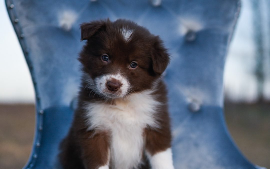 Red and white border collie puppy sitting on a blue chair.