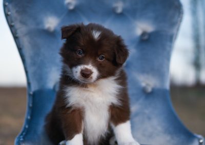 Red and white border collie puppy sitting on a blue chair.