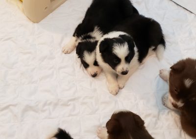 These border collie puppies are very happy.