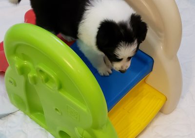 Playing on the puppy slide this border collie puppy is for sale.