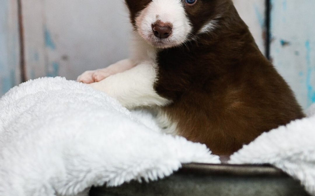 A red and white border collie puppy in a metal tub.