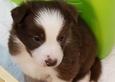 Red and white border collie puppy posing by a colorful slide.