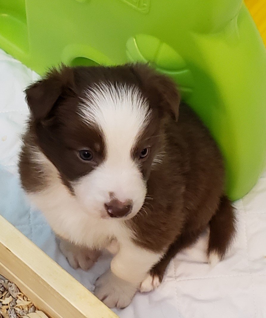 Buckie is a red and white border collie puppy for sale.