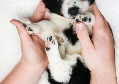 Little black and white border collie puppy getting a belly rub.