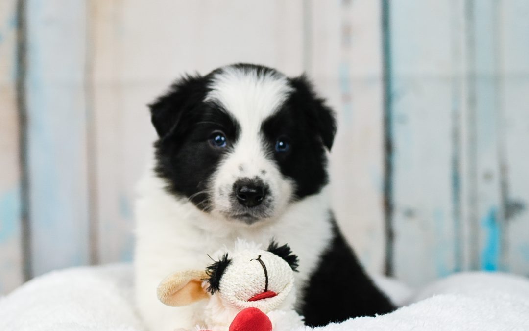 A fluffy black and white border collie puppy with his stuffed play toy sheep.