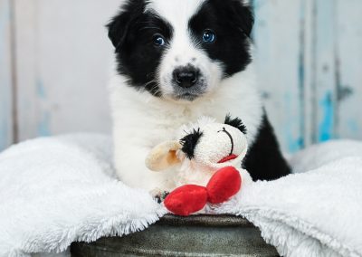 A black and white border collie puppy posing with his little sheep.
