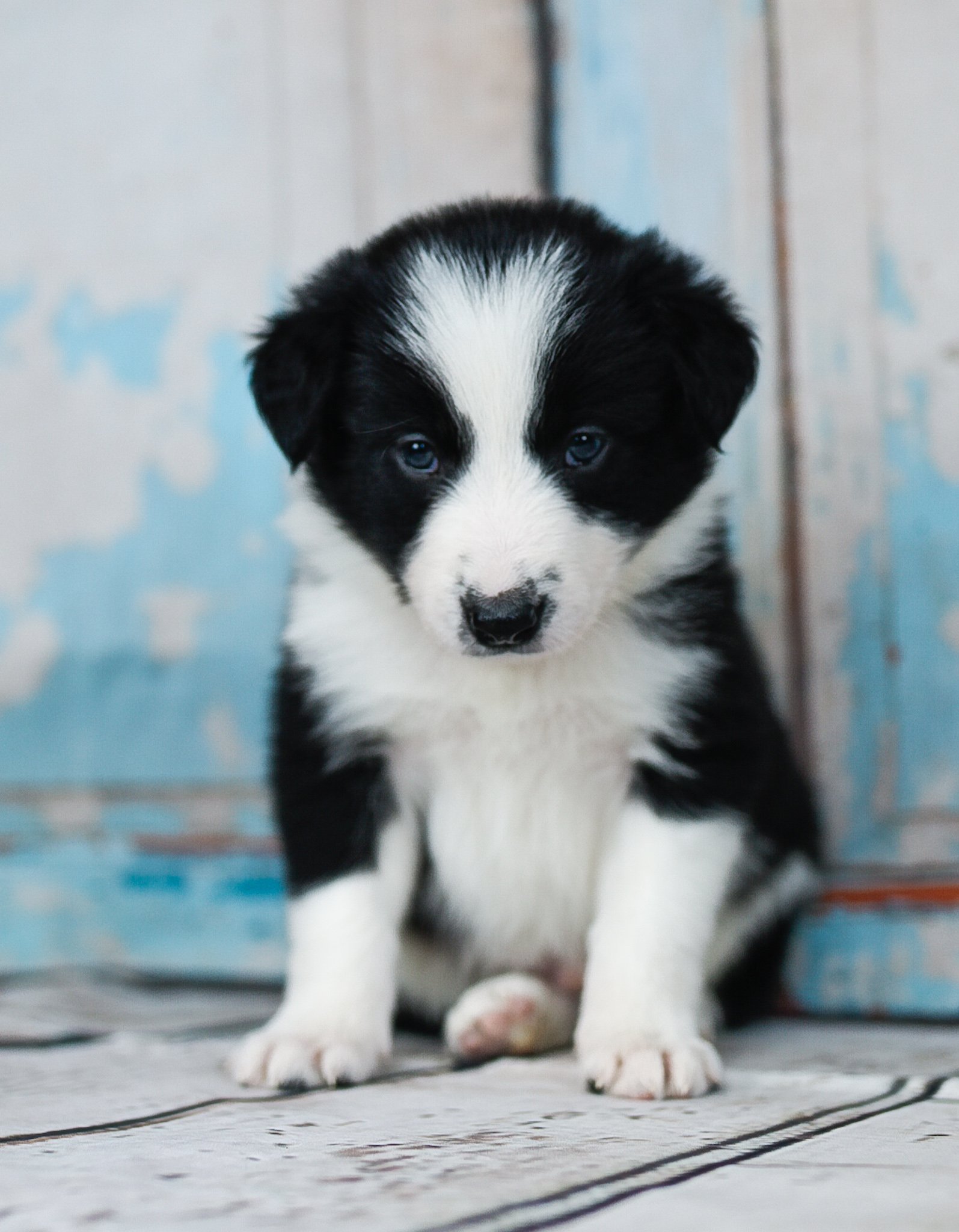 Delray, a handsome black and white border collie puppy