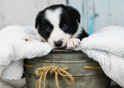 A cute border collie puppy.